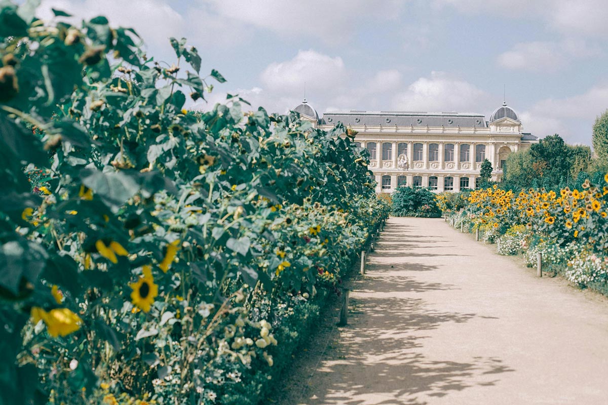 Cveće pored staze / foto: pexels.com